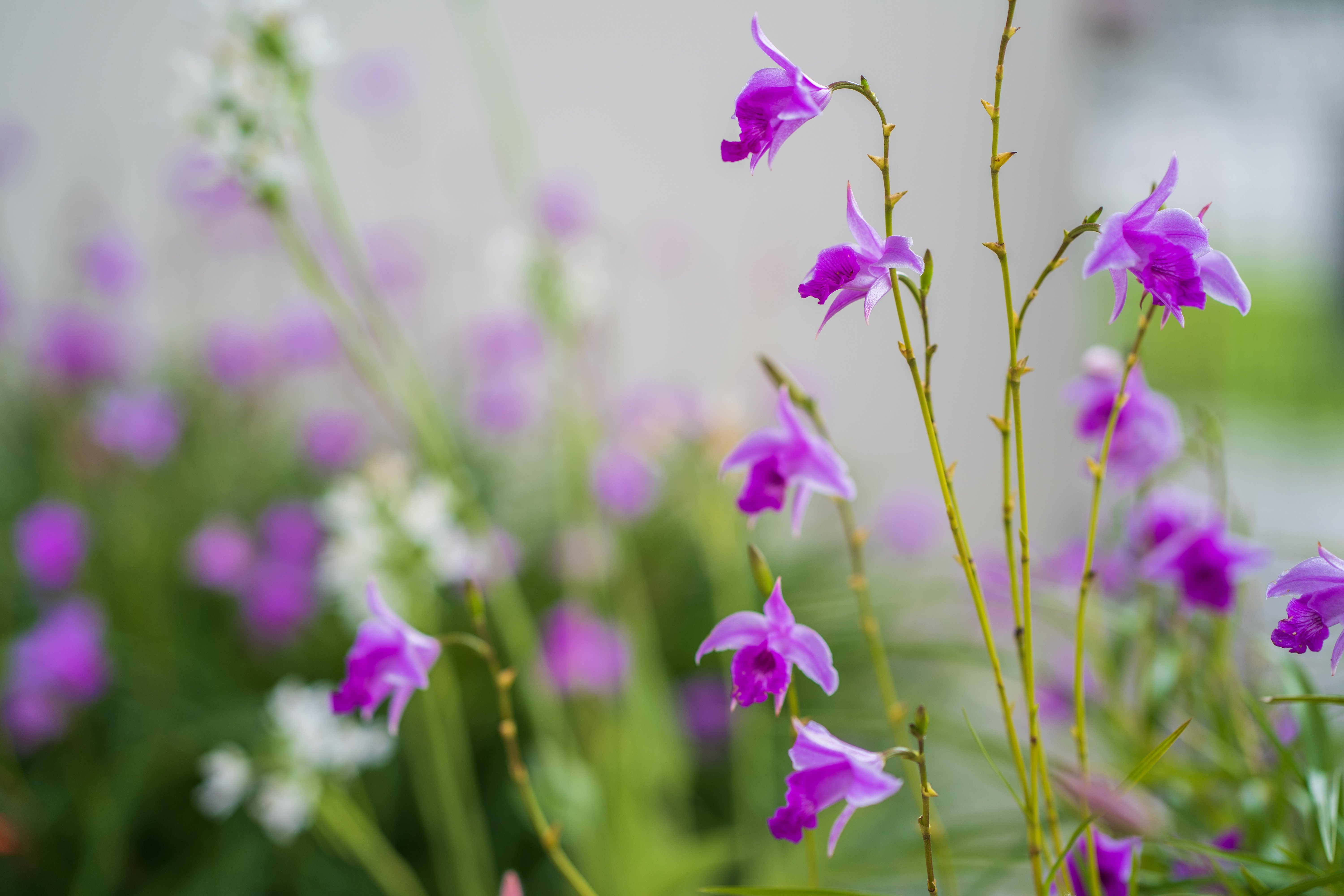 Bamboo Orchid (Japandi Plant).jpeg