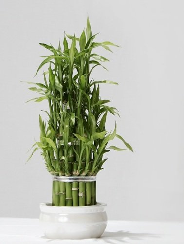 Bamboo2.jpg