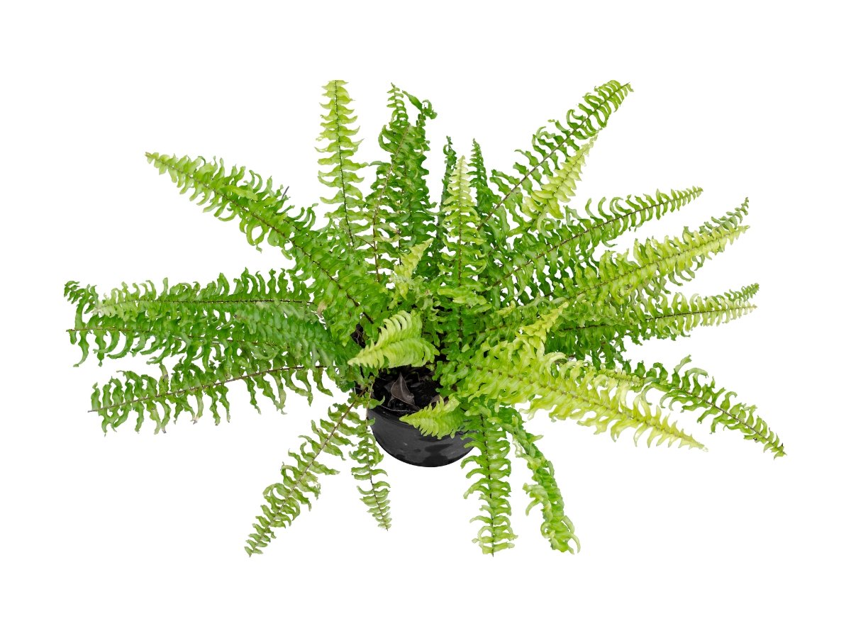 Boston Fern (Japandi Plant).jpg