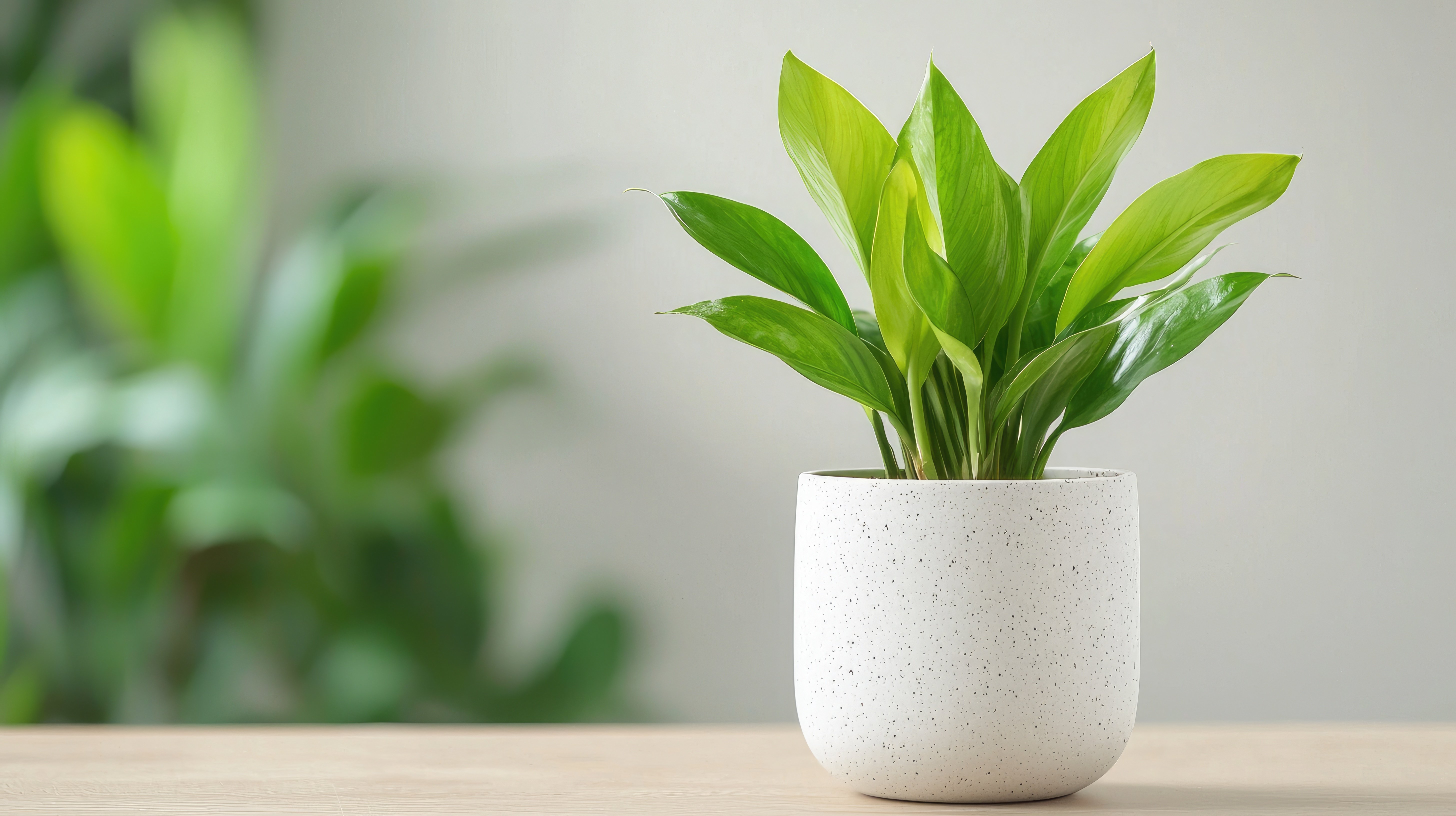 Cast Iron Plant (Japandi Plant).jpeg