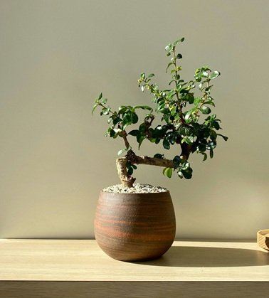 Entryway Plant2.jpg