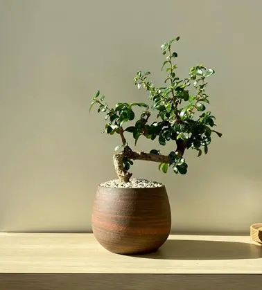 Entryway Plant2.webp