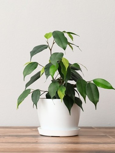Ficus Benjamina2.jpg
