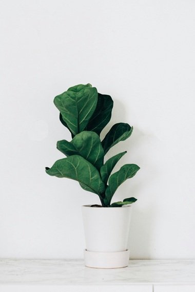 Fiddle Leaf Fig (Japandi Plant)2.jpg