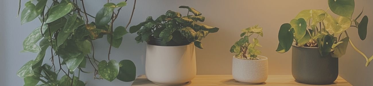 Japandi Plants: 15 Indoor Plants for a Calm and Minimalist Home