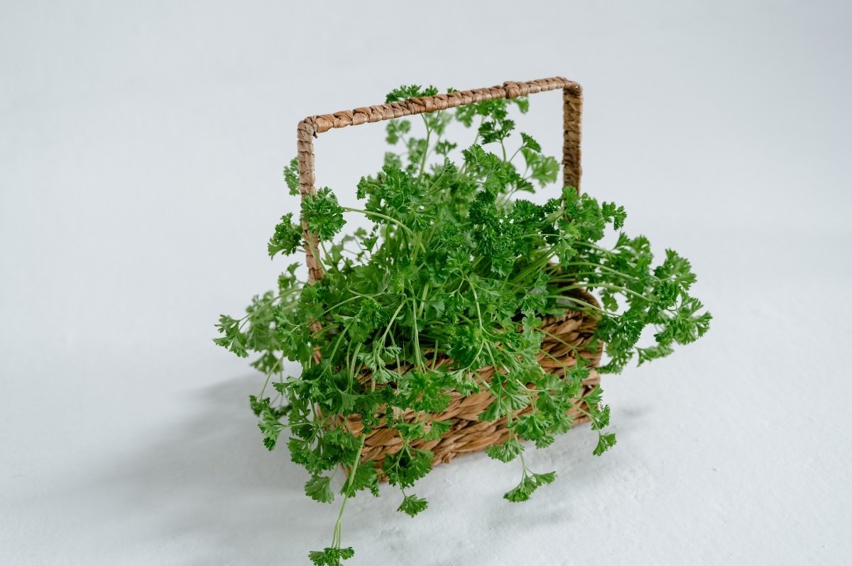 Italian Parsley (Japandi Plant).jpg