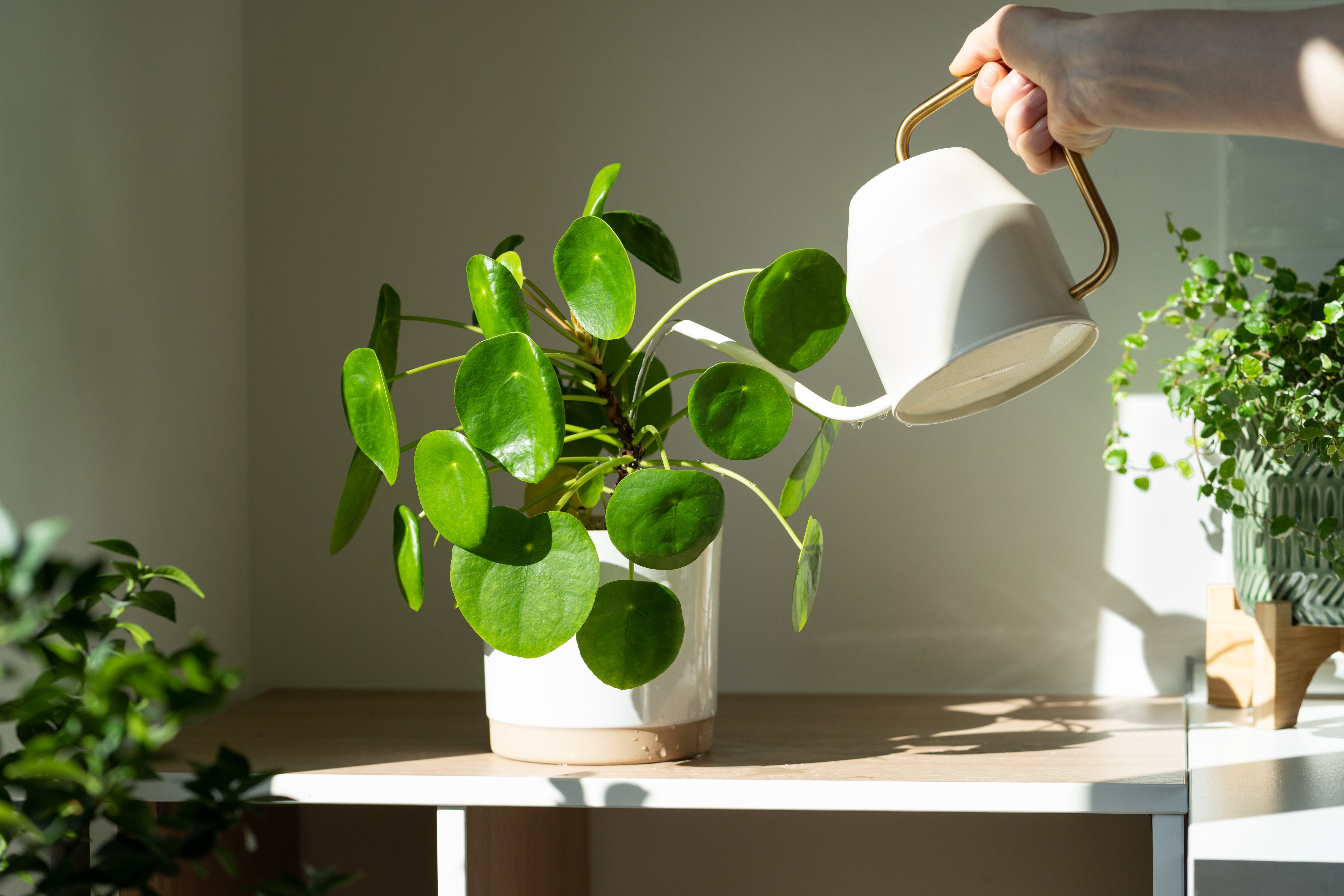 3 Simple Rules for Japandi Indoor Plant Care