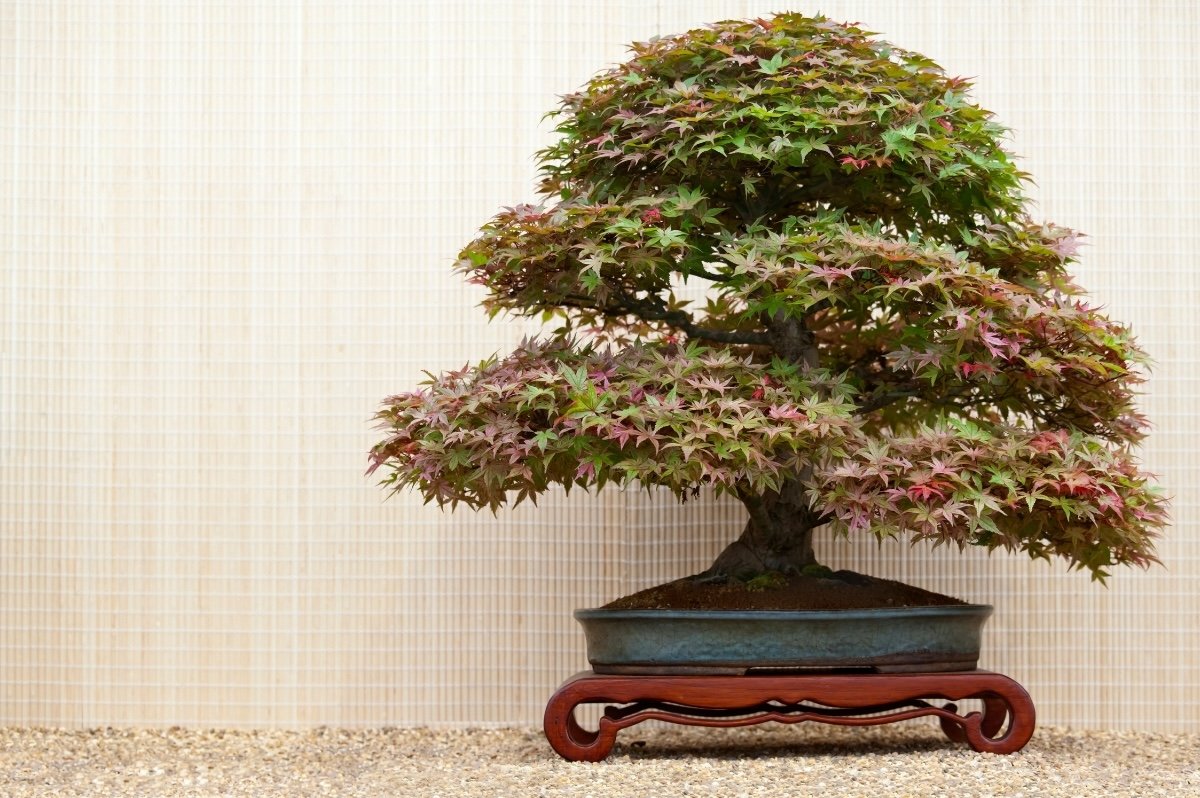 Japanese Maple (Japandi Plant).jpg