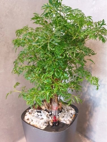 Ming Aralia２.jpg