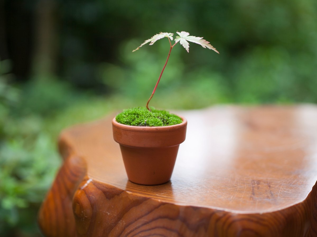 Moss  (Japandi Plant).jpg