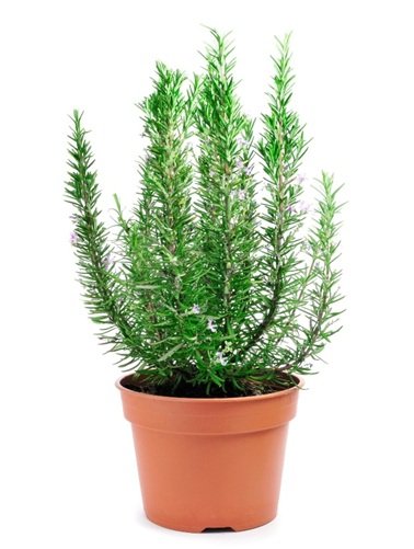 Rosemary2.jpg