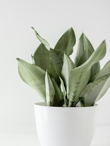Snake Plant (Japandi Plant)2.jpg