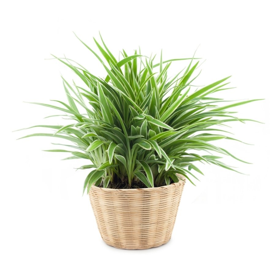 Spider Plant (Japandi Plant).jpg
