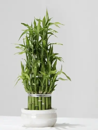 Bamboo2.webp