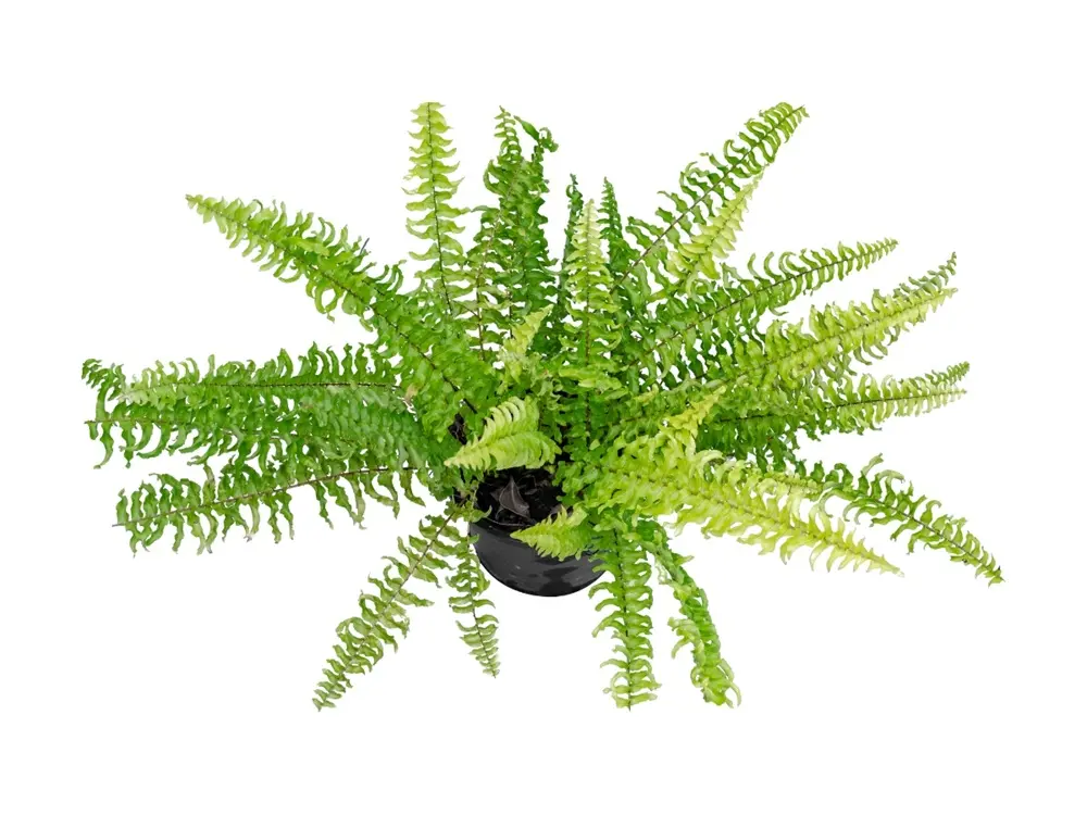 Boston Fern サイズ調整.webp
