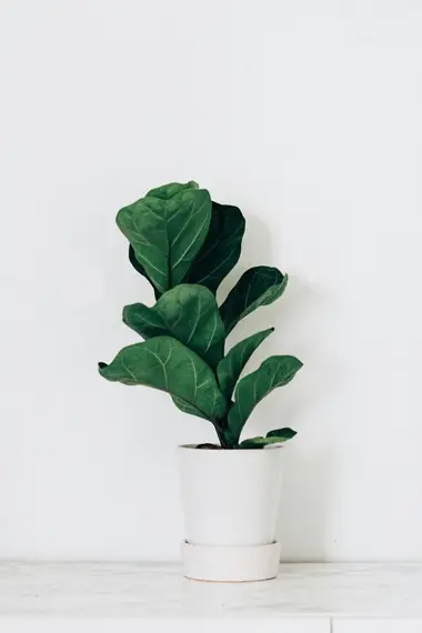 Fiddle Leaf Fig (Japandi Plant)2.webp