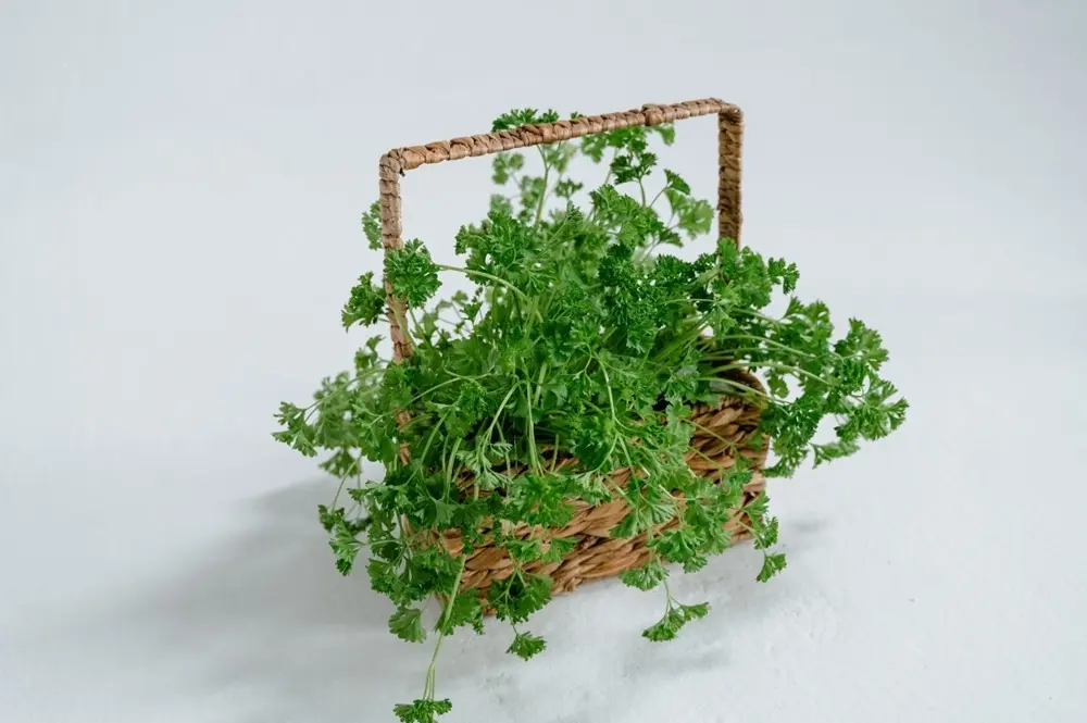 Italian Parsley サイズ調整.webp