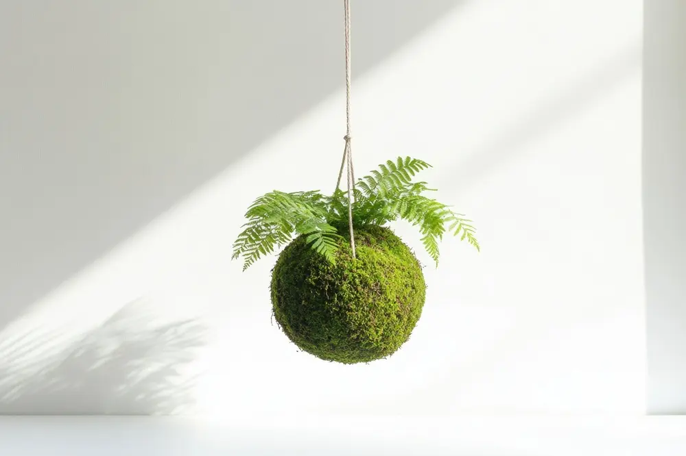 Kokedama (Japandi Plant) サイズ調整.webp