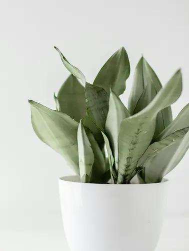 Snake Plant (Japandi Plant)2.webp